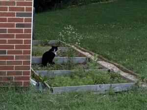 murdercat